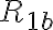 R_{1b}